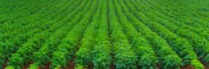 How potatoes could become ‘sun worshippers’